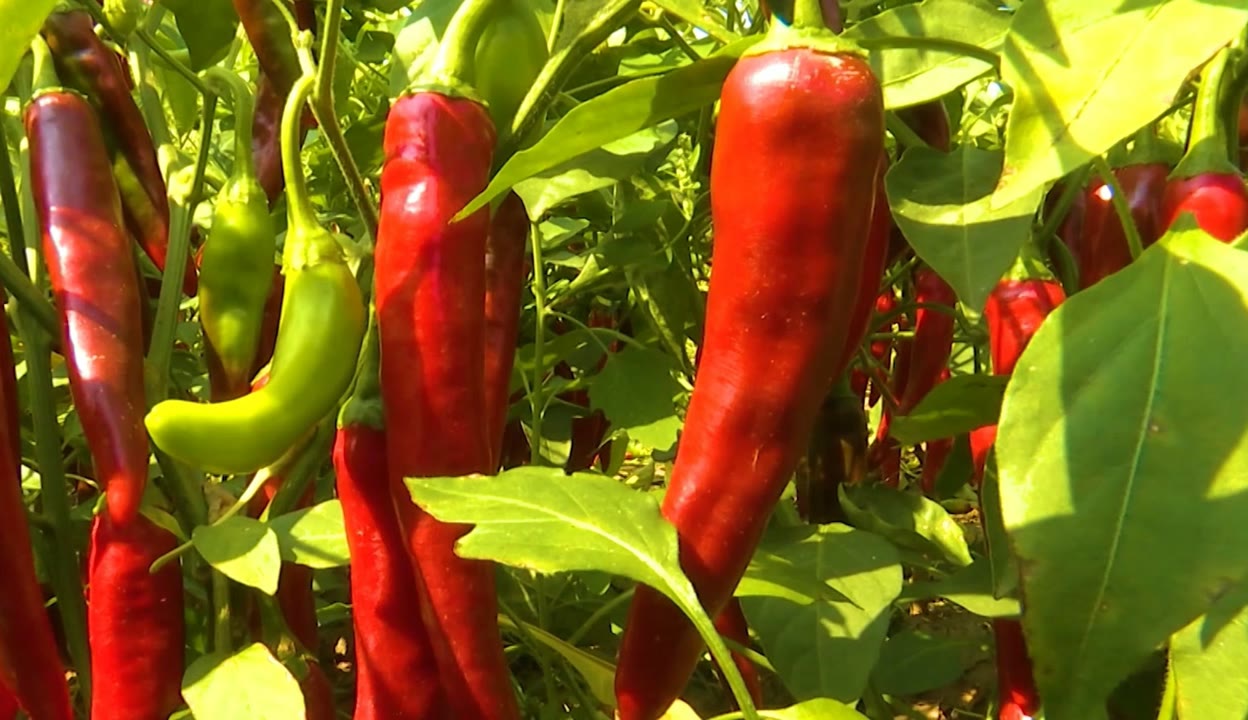 開(kāi)魯縣椒好食品有限公司